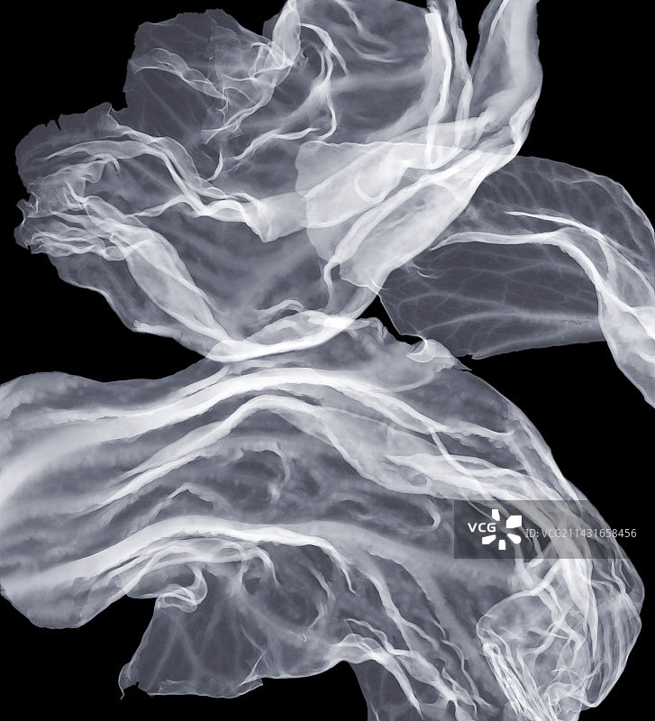 生菜叶X光片图片素材