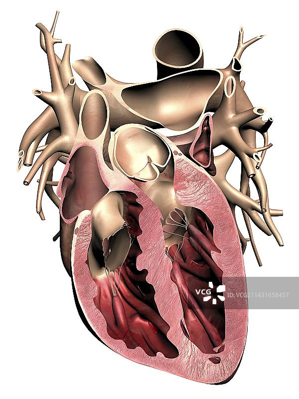 人心脏解剖艺术图图片素材