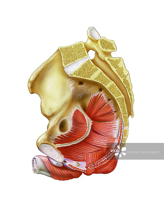 男性盆底图片素材