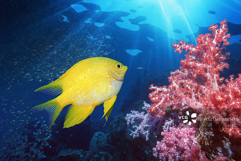 金色海金鱼图片素材