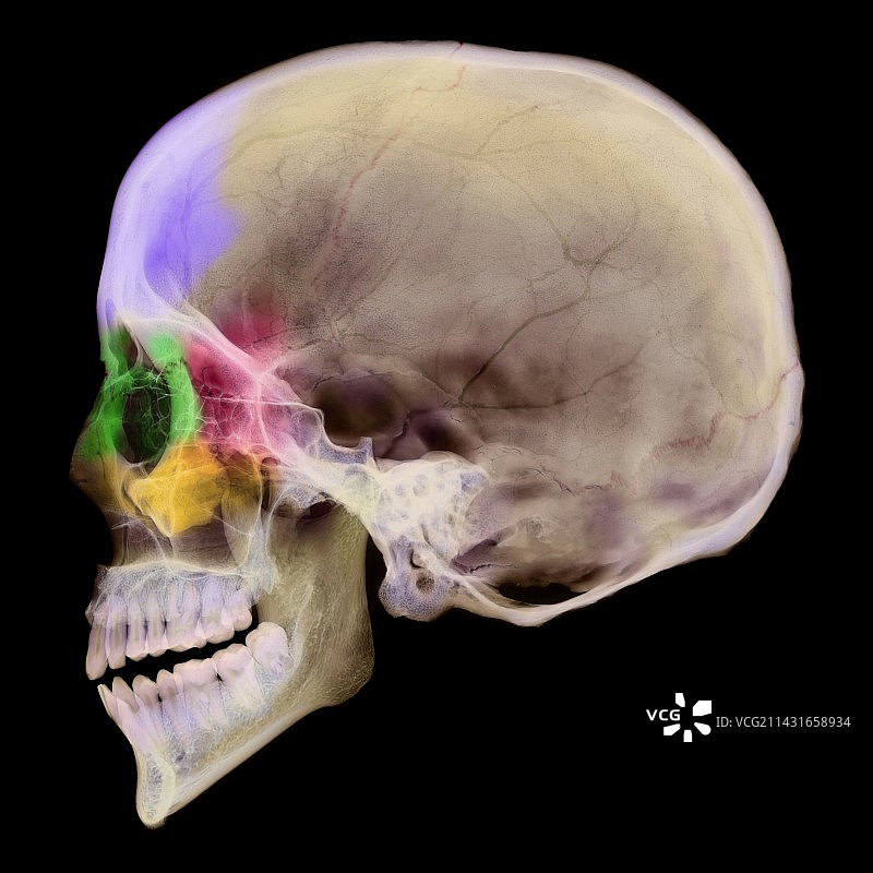 鼻旁窦X光片图片素材