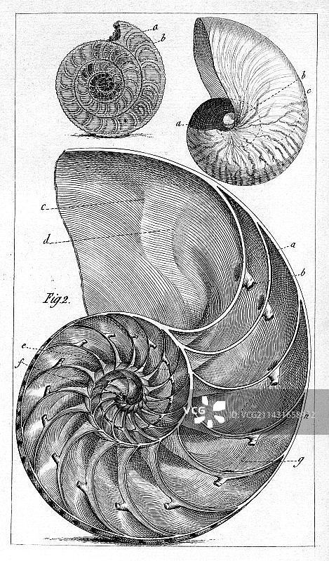 鹦鹉螺和菊石雕刻图片素材
