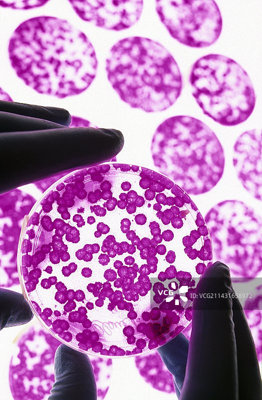 干细胞研究图片素材