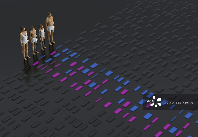 家庭的基因关系图片素材