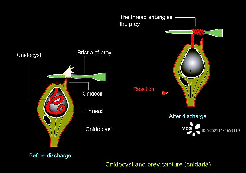 卷曲线虫胞囊艺术作品图片素材