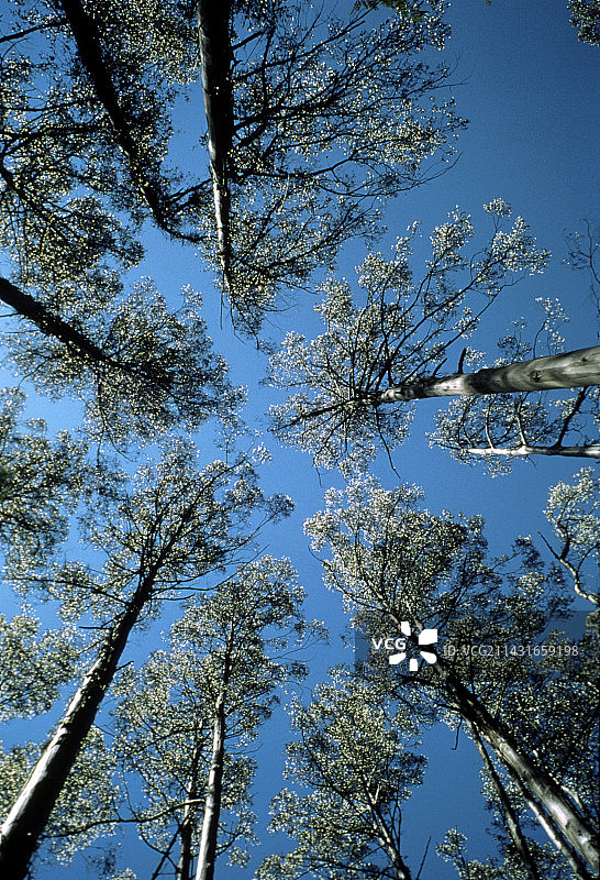 桉树树顶的仰视视角图片素材