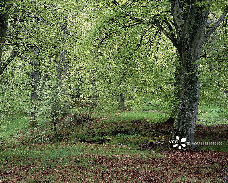 春天山毛榉林地图片素材
