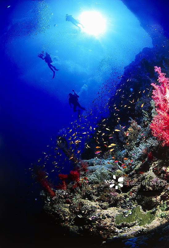 在珊瑚礁上的潜水员图片素材