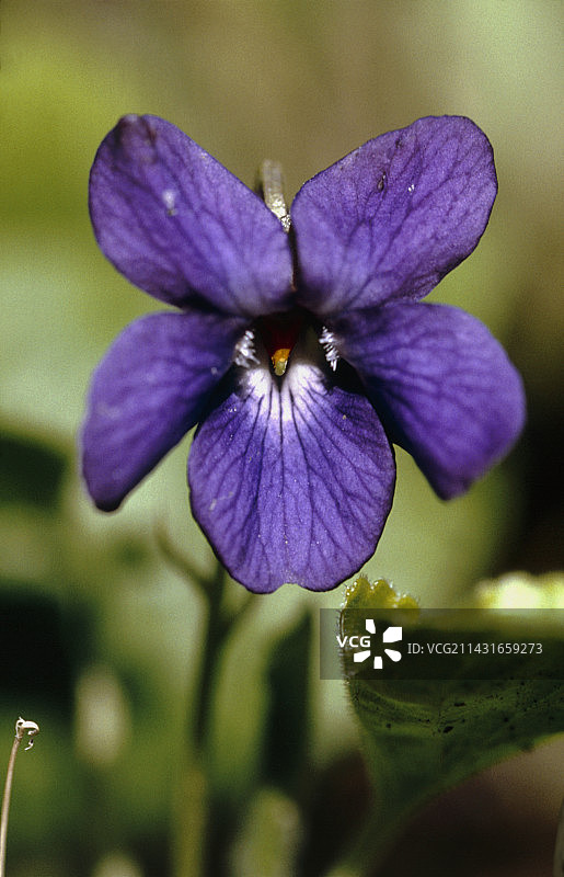 甜紫罗兰图片素材