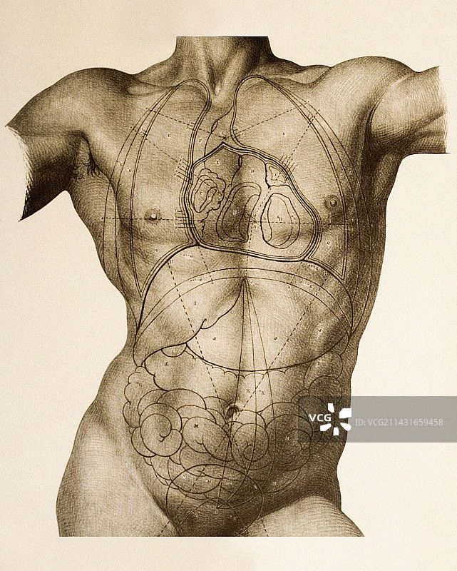内脏的位置图片素材