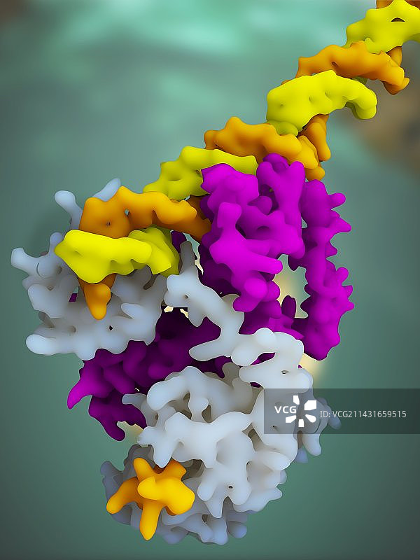PPAR调节分子图片素材