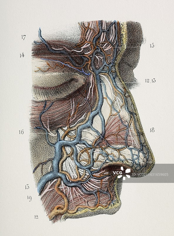 1844年作品：鼻子神经和血管图片素材