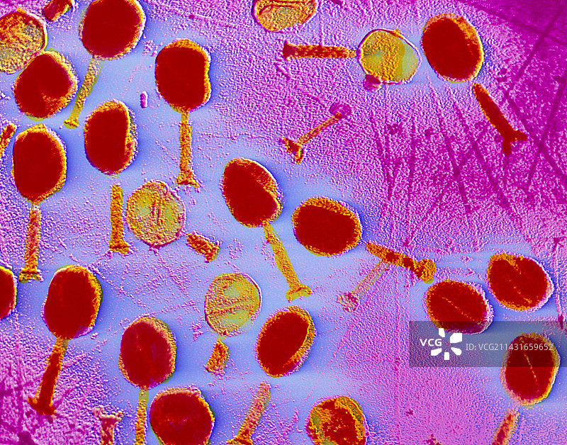 T2噬菌体的假彩色TEM图像图片素材