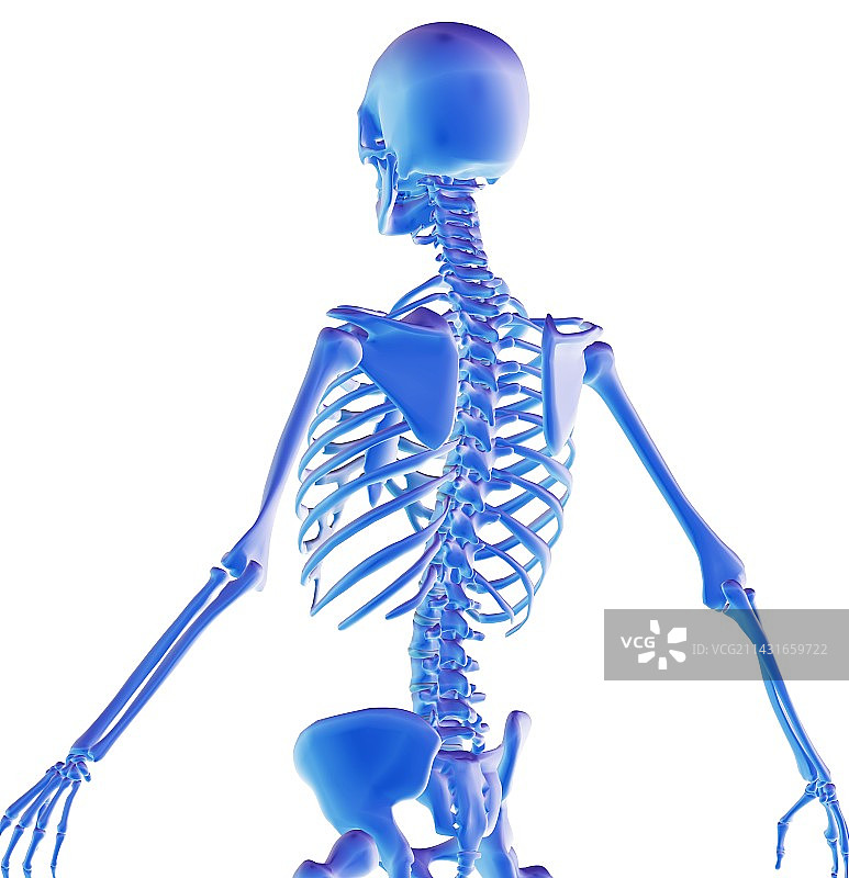 人类骨骼图片素材