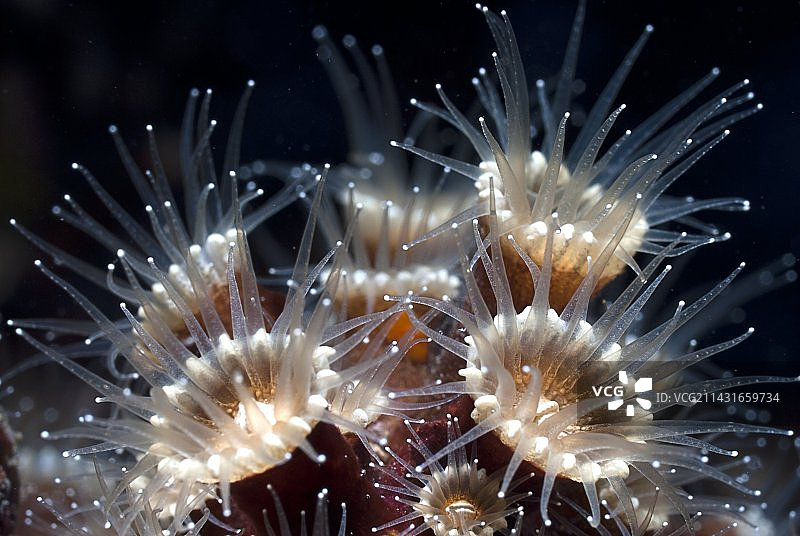 珊瑚虫图片素材