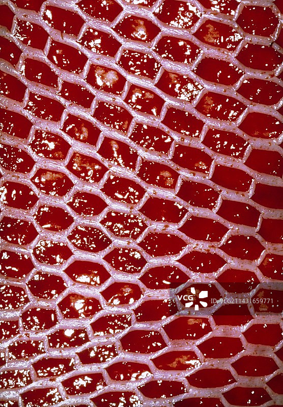 用于全层损伤的网状植皮术图片素材