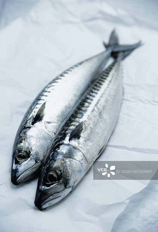 鲭鱼图片素材