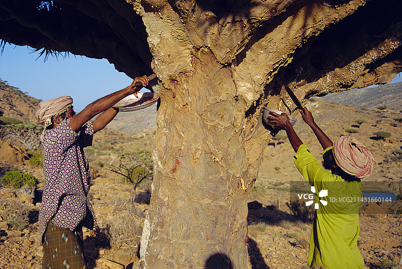 树脂采集图片素材