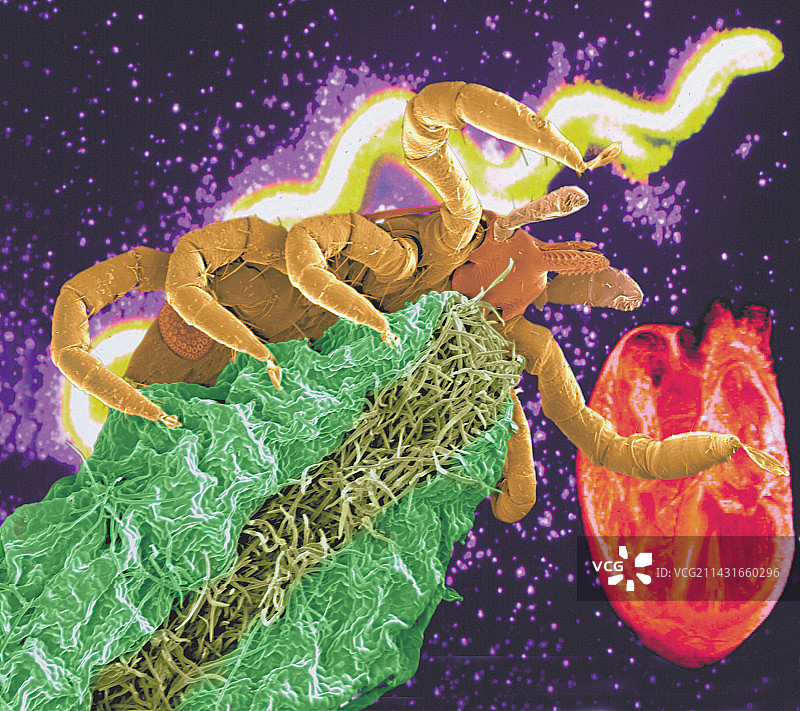 蜱虫和疏螺旋体细菌合成图图片素材
