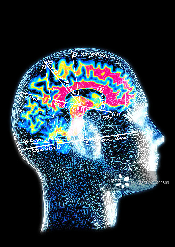 大脑地图图片素材