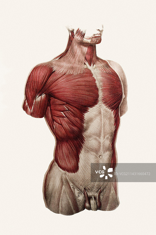 胸腹肌肉图片素材