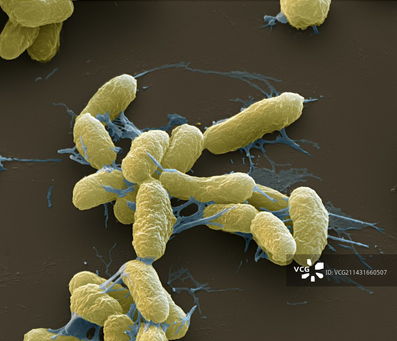 鼠疫细菌，鼠疫耶尔森菌，扫描电镜图片素材