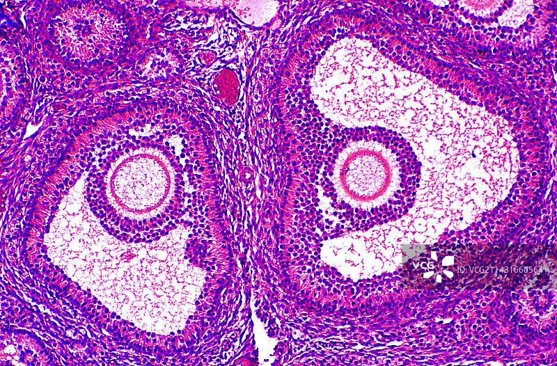 卵泡显微照片图片素材