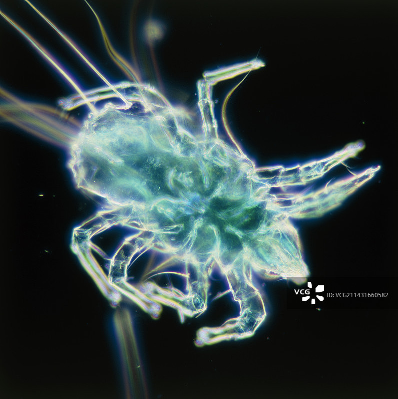 尘螨显微照片图片素材