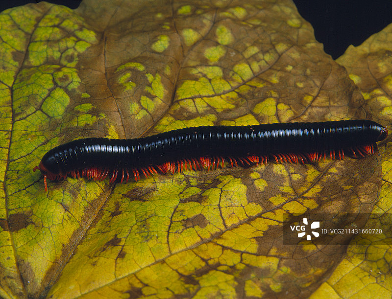 来自肯尼亚蒙巴萨的黑色马陆图片素材