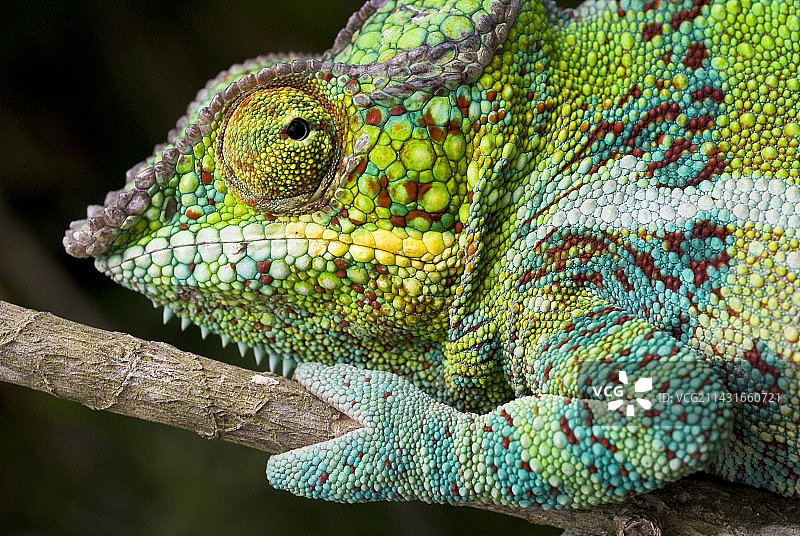 变色龙图片素材