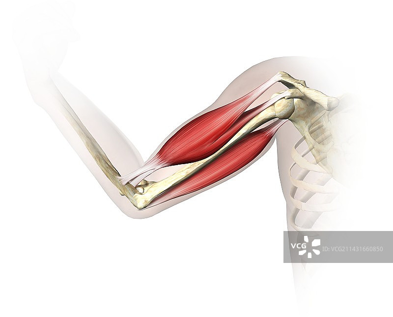 上手臂肌肉，艺术作品图片素材