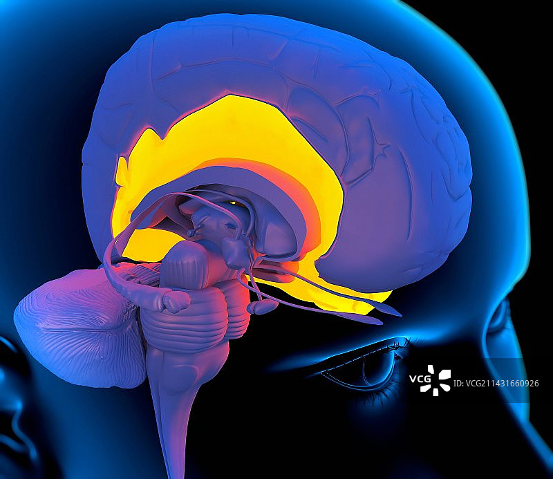 大脑颞叶艺术图图片素材