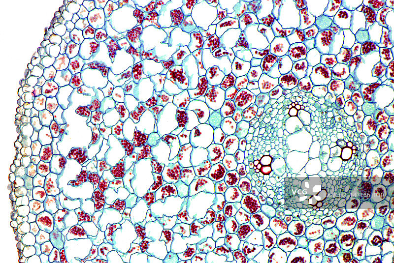 毛茛茎杆显微照片图片素材