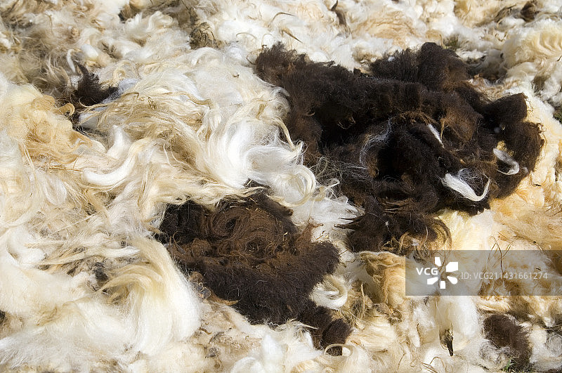 绵羊毛图片素材