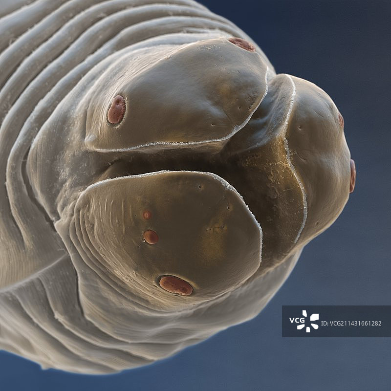 犬弓首蛔虫，扫描电子显微镜图片素材