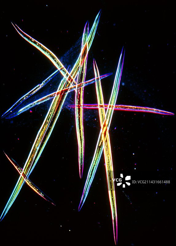 仙人掌组织中的骨细胞图片素材