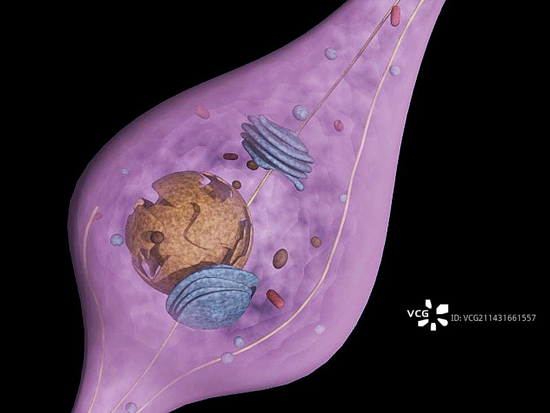 视锥细胞图片素材