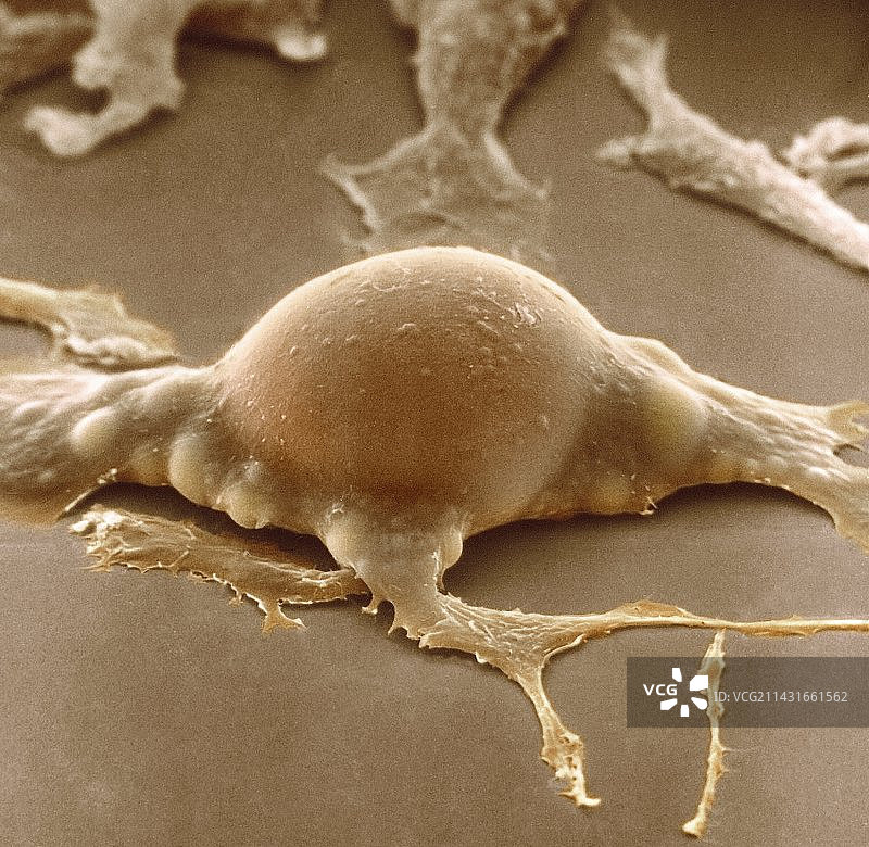 脂肪细胞，透射电镜图片素材