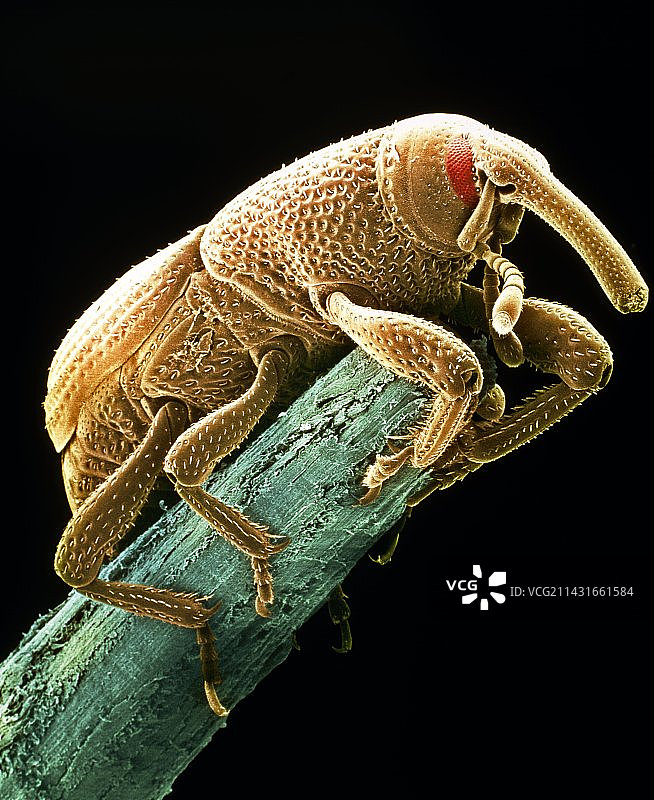 谷象的扫描电镜图图片素材