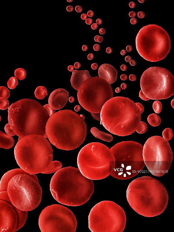 人类红细胞扫描电镜图图片素材