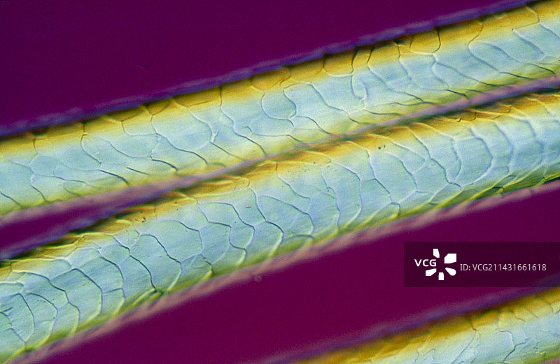 未染色绵羊毛的光学显微照片图片素材