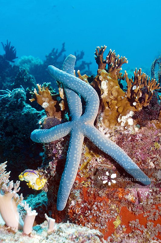 蓝色海星图片素材