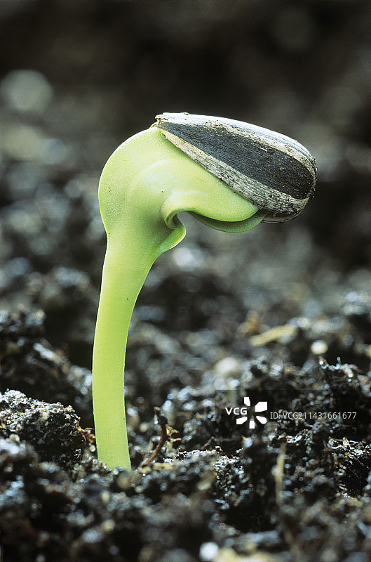 发芽的向日葵种子图片素材