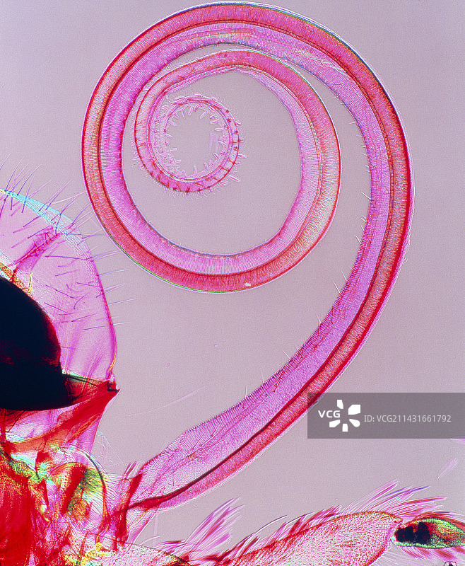 菜粉蝶吸食口器的偏光显微镜图像图片素材