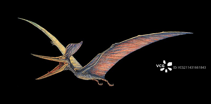 翼龙图片素材