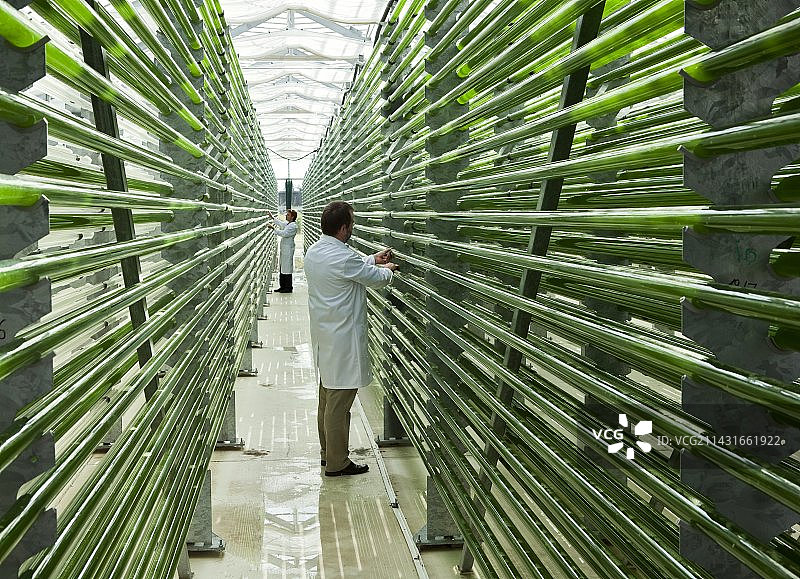 微藻食品补充剂生产图片素材