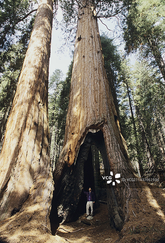 巨型红杉图片素材