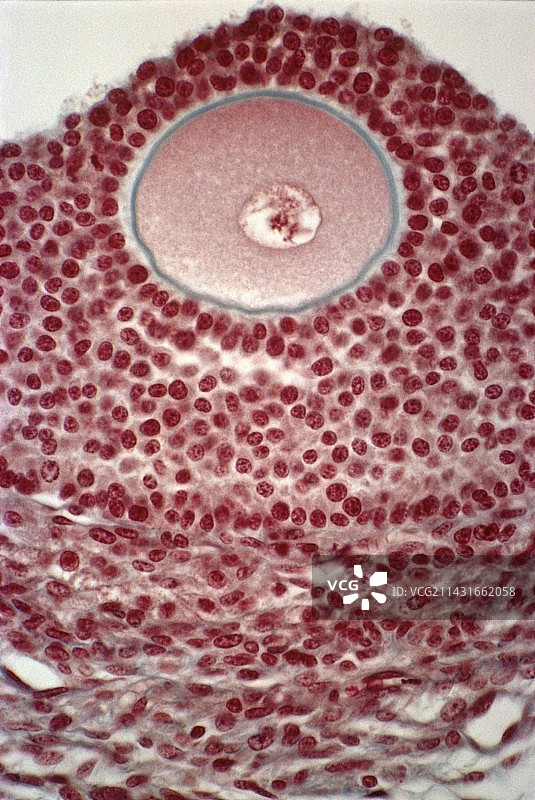 静止期卵母细胞显微照片图片素材