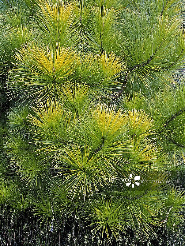 Aurea辐射松图片素材