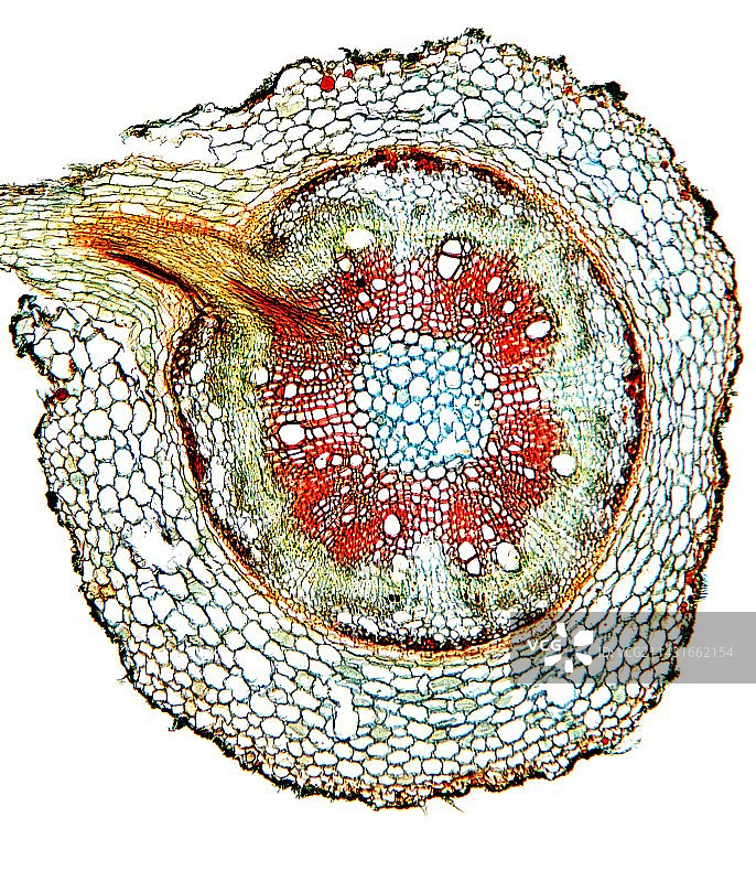 芸豆根显微照片图片素材
